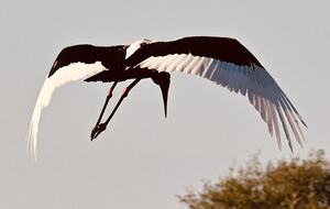 Tapologo River Lodge - Tsetsebjwe, Botswana