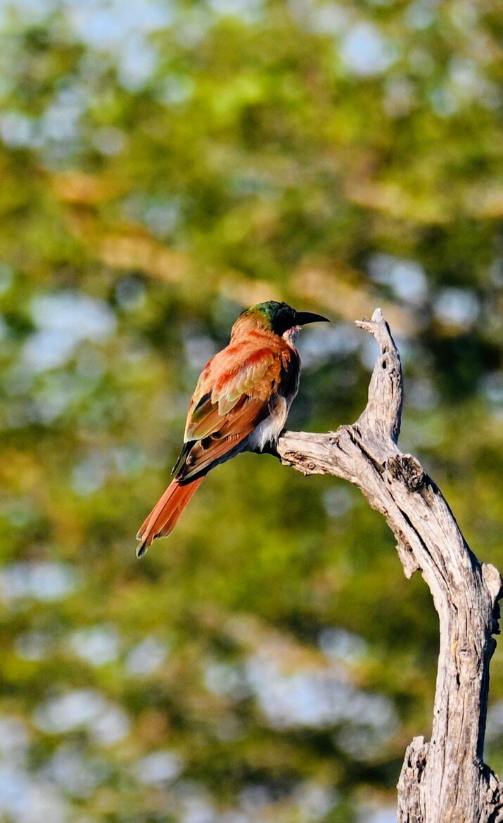 Tapologo River Lodge - Tsetsebjwe, Botswana