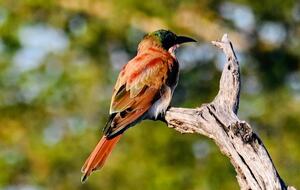 Tapologo River Lodge - Tsetsebjwe, Botswana