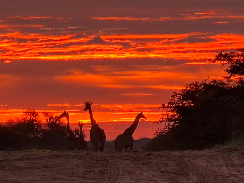 Tapologo River Lodge - Tsetsebjwe, Botswana