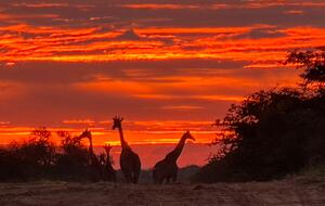 Tapologo River Lodge - Tsetsebjwe, Botswana