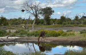 Tapologo River Lodge - Tsetsebjwe, Botswana