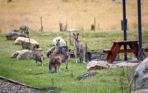 Upscale Alpine Escape at Crackenback Resort - Crackenback, Australia