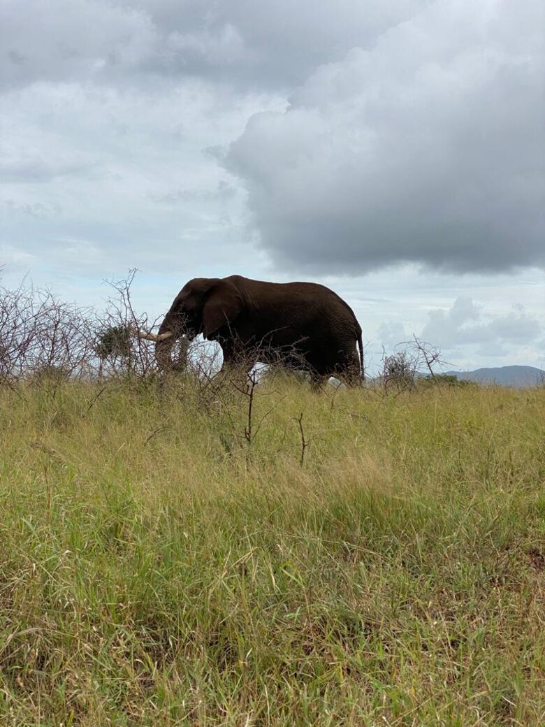 Private Safari Sanctuary in Zululand - Mkuze, South Africa