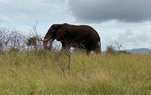 Ingwe Lodge | Privates Safari-Reservat in Zululand – Mkuze, Südafrika