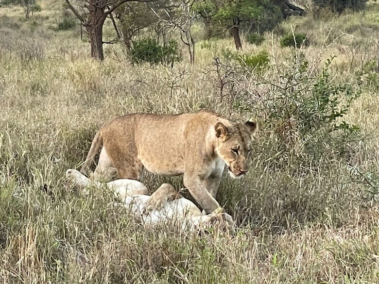 Private Safari Sanctuary in Zululand - Mkuze, South Africa
