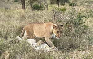 Ingwe Lodge | Privates Safari-Reservat in Zululand – Mkuze, Südafrika