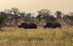 Ingwe Lodge | Privates Safari-Reservat in Zululand – Mkuze, Südafrika