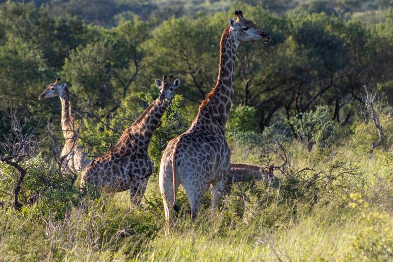 Private Safari Sanctuary in Zululand - Mkuze, South Africa