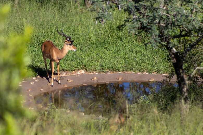 Private Safari Sanctuary in Zululand - Mkuze, South Africa