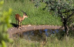 Ingwe Lodge | Privates Safari-Reservat in Zululand – Mkuze, Südafrika