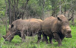 Ingwe Lodge | Privates Safari-Reservat in Zululand – Mkuze, Südafrika