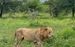 Ingwe Lodge | Privates Safari-Reservat in Zululand – Mkuze, Südafrika