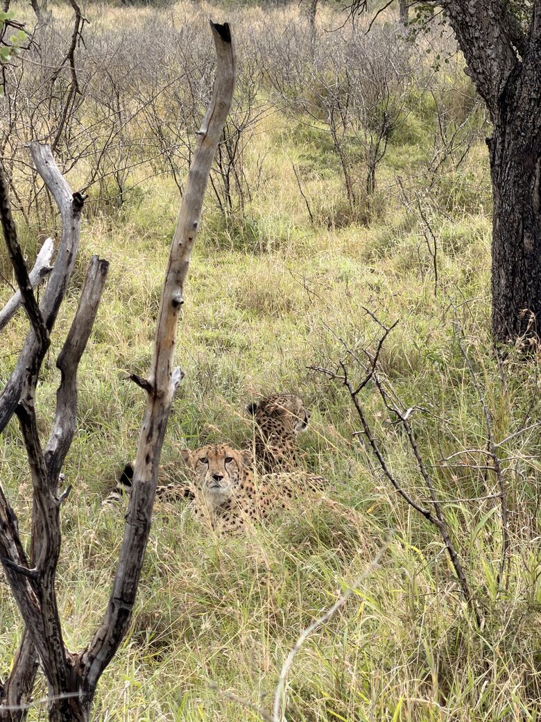 Private Safari Sanctuary in Zululand - Mkuze, South Africa