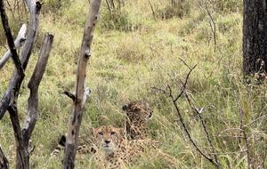 Ingwe Lodge | Privates Safari-Reservat in Zululand – Mkuze, Südafrika