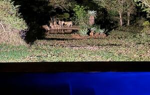 Ingwe Lodge | Privates Safari-Reservat in Zululand – Mkuze, Südafrika
