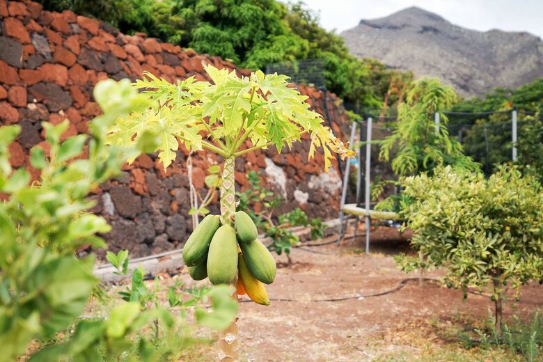 Tenerife Terrace Farm Hideaway - Santa Cruz de Tenerife, Spain