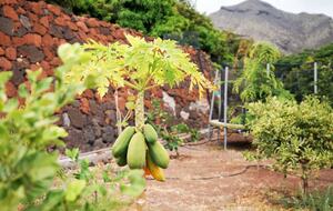 Tenerife Terrace Farm Hideaway - Santa Cruz de Tenerife, Spain