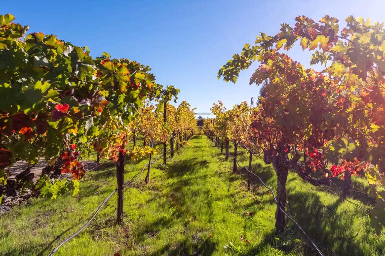 Healdsburg Vineyard Retreat with Pool, Spa & Sauna - Healdsburg, California