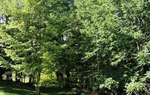Mansfield Ridge Mountain Estate near Stowe Village - Stowe, Vermont