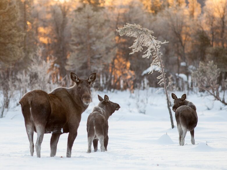 Experience the Silence of Swedish Lapland - Arjeplog, Sweden