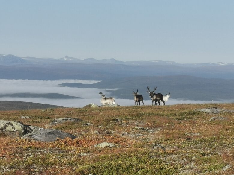 Experience the Silence of Swedish Lapland - Arjeplog, Sweden