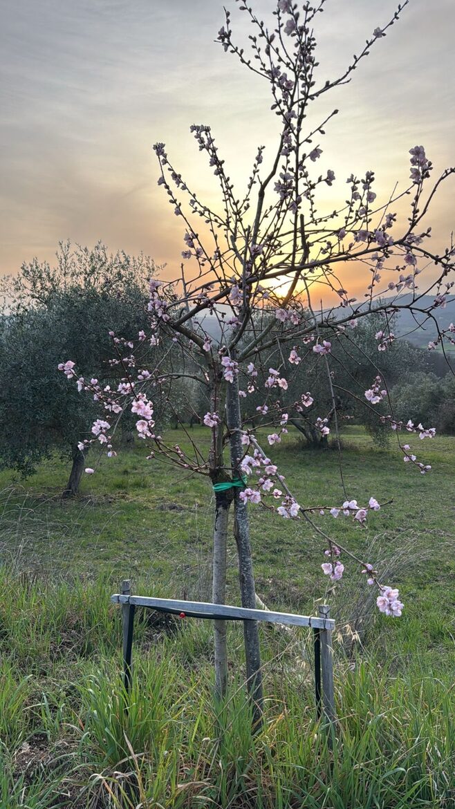 Umbrian Home with Private Woodland - Piegaro, Italy