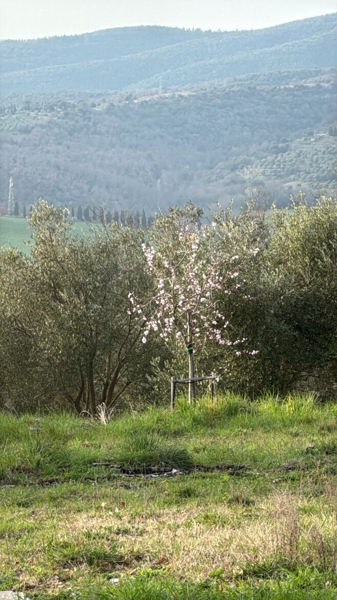 Umbrian Home with Private Woodland - Piegaro, Italy