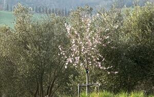Umbrian Home with Private Woodland - Piegaro, Italy