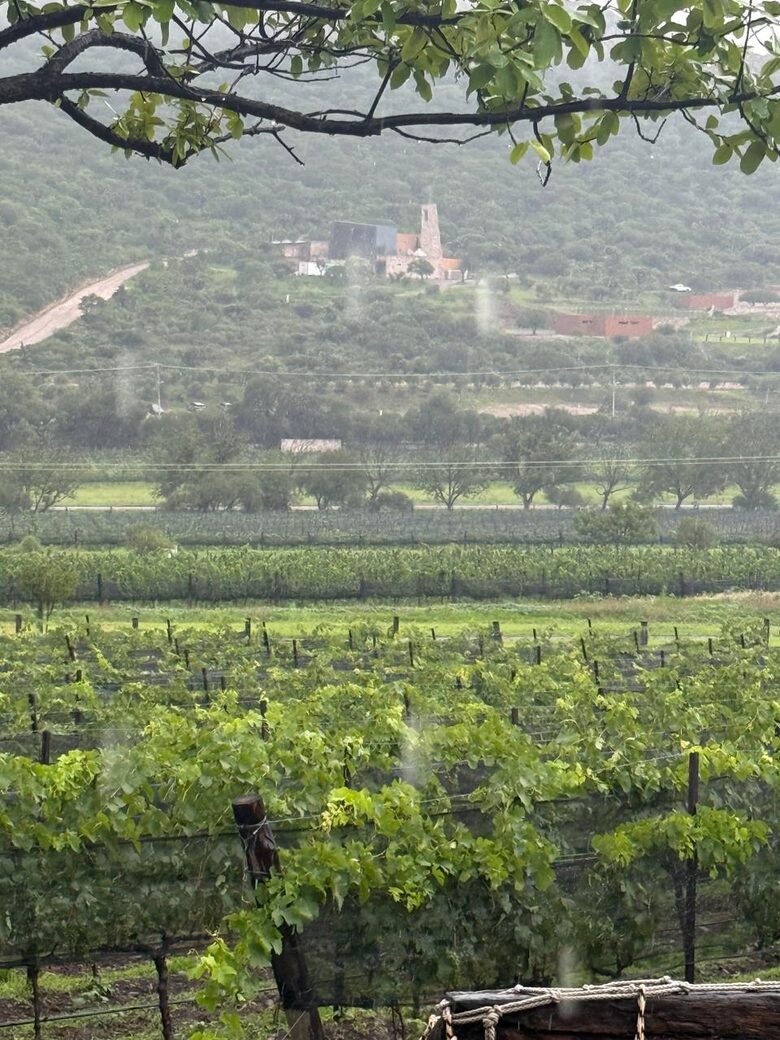 The Vines at Puerta del Lobo - Querétaro, Mexico