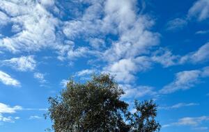 Eighteenth Century Tuscan Farmhouse with Olive Grove - Guardistallo, Italy
