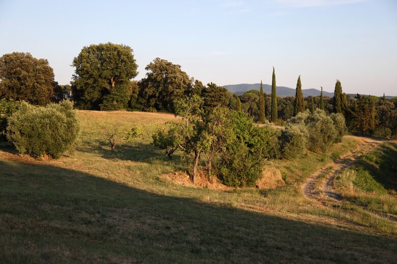 Eighteenth Century Tuscan Farmhouse with Olive Grove - Guardistallo, Italy