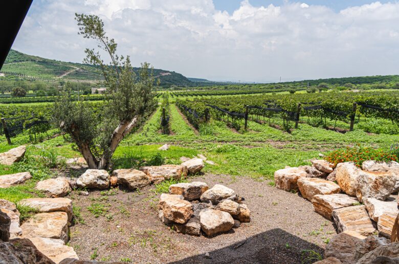 The Vines at Puerta del Lobo - Querétaro, Mexico