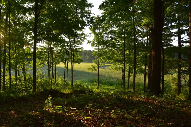 Private Woodland Retreat Along the Black River - Milford, Canada