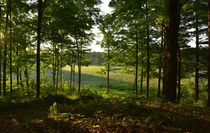 Private Woodland Retreat Along the Black River - Milford, Canada