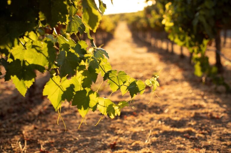 Vineyard Escape in Paso Robles - Paso Robles, California