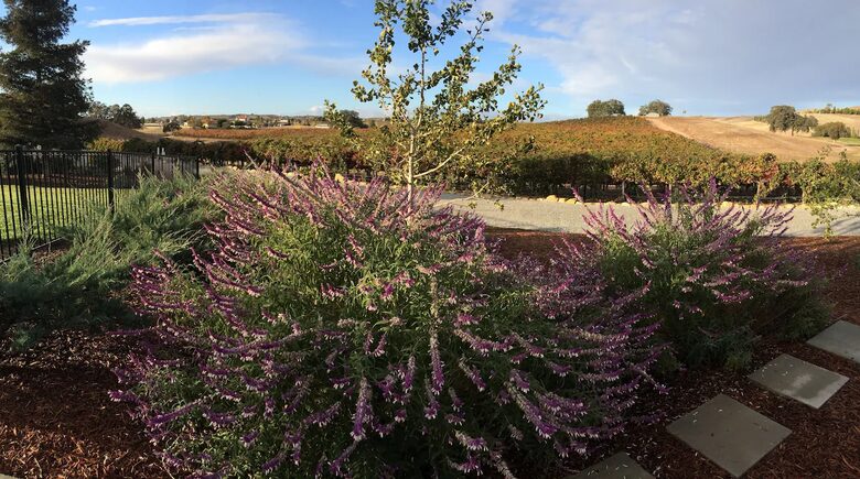 Vineyard Escape in Paso Robles - Paso Robles, California