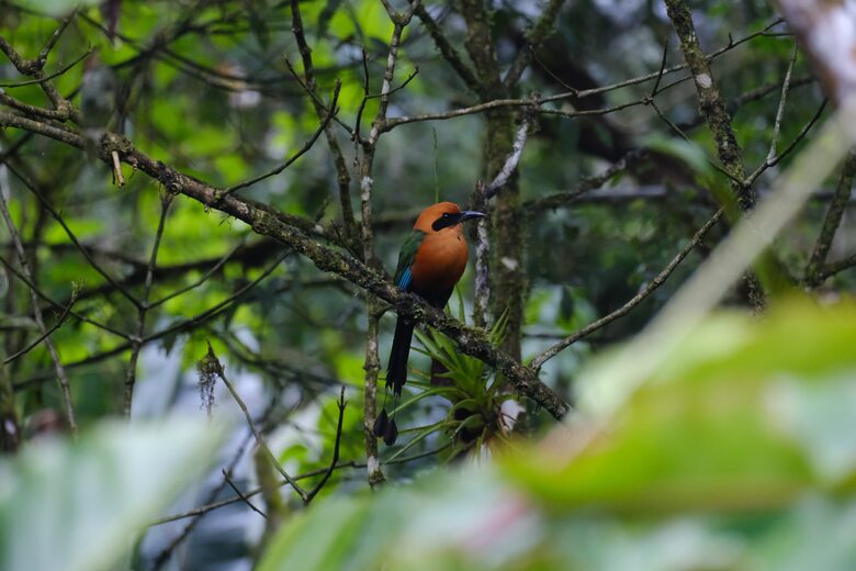 Mindo Cloud Forest Retreat on the Saguambi River - Mindo, Ecuador