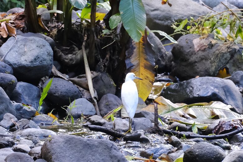 Mindo Cloud Forest Retreat on the Saguambi River - Mindo, Ecuador