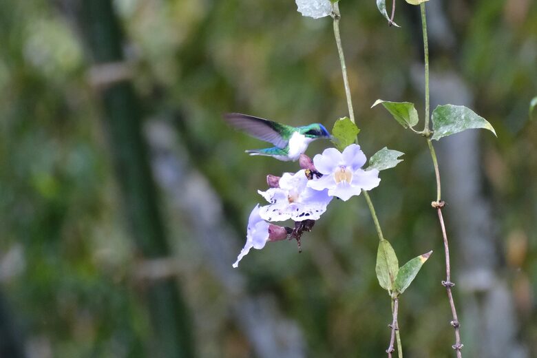 Mindo Cloud Forest Retreat on the Saguambi River - Mindo, Ecuador