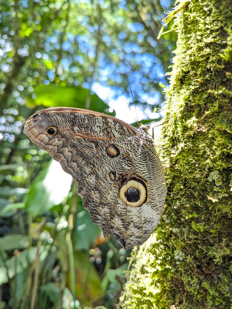Mindo Cloud Forest Retreat on the Saguambi River - Mindo, Ecuador