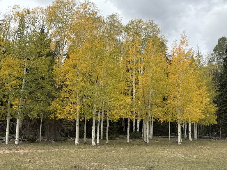 Duck Creek Mountain Cabin with Hot Tub & Casita - Duck Creek Village, Utah