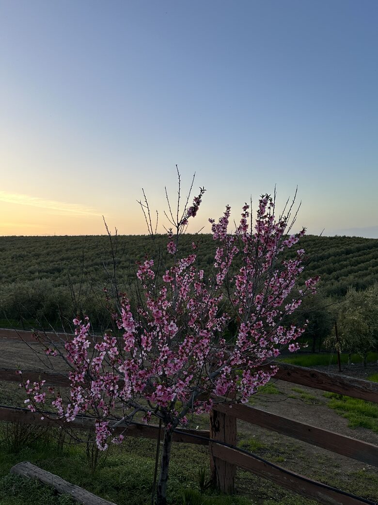 Byron Olive Grove Estate with Pool and Sunset Views - Byron, California