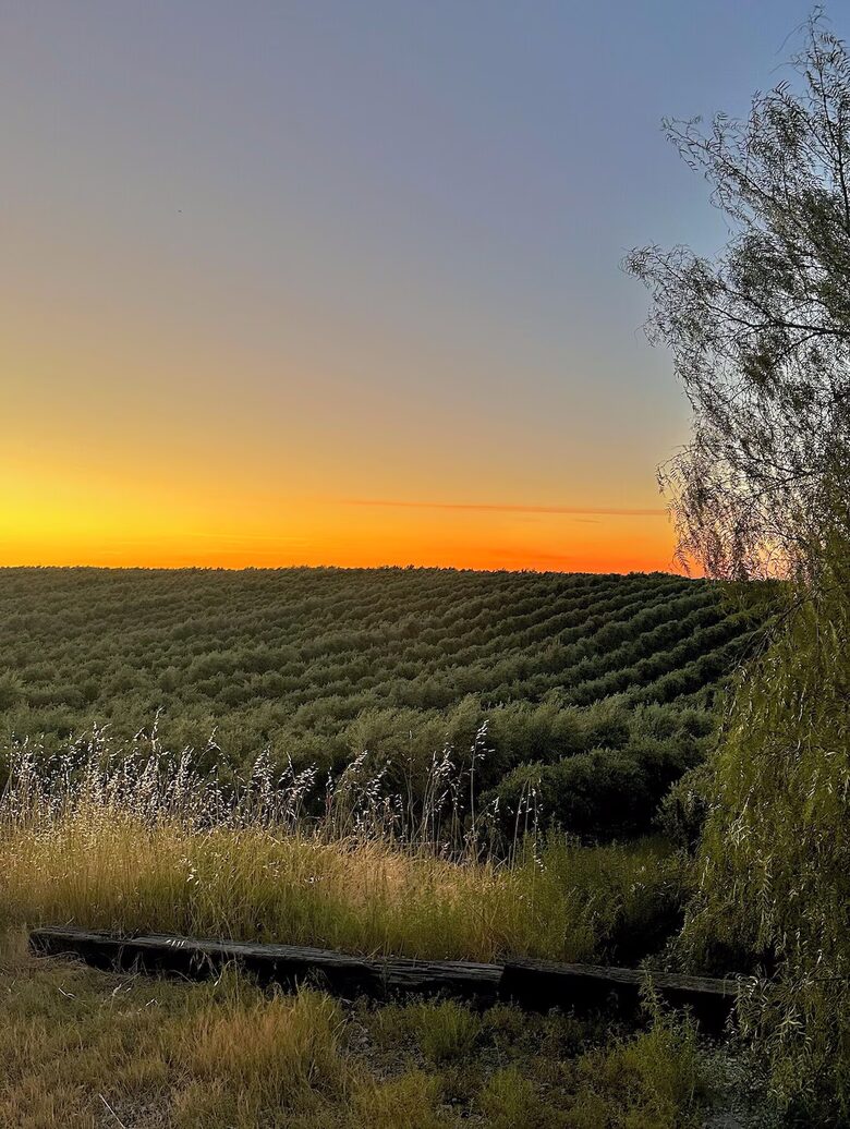 Byron Olive Grove Estate with Pool and Sunset Views - Byron, California