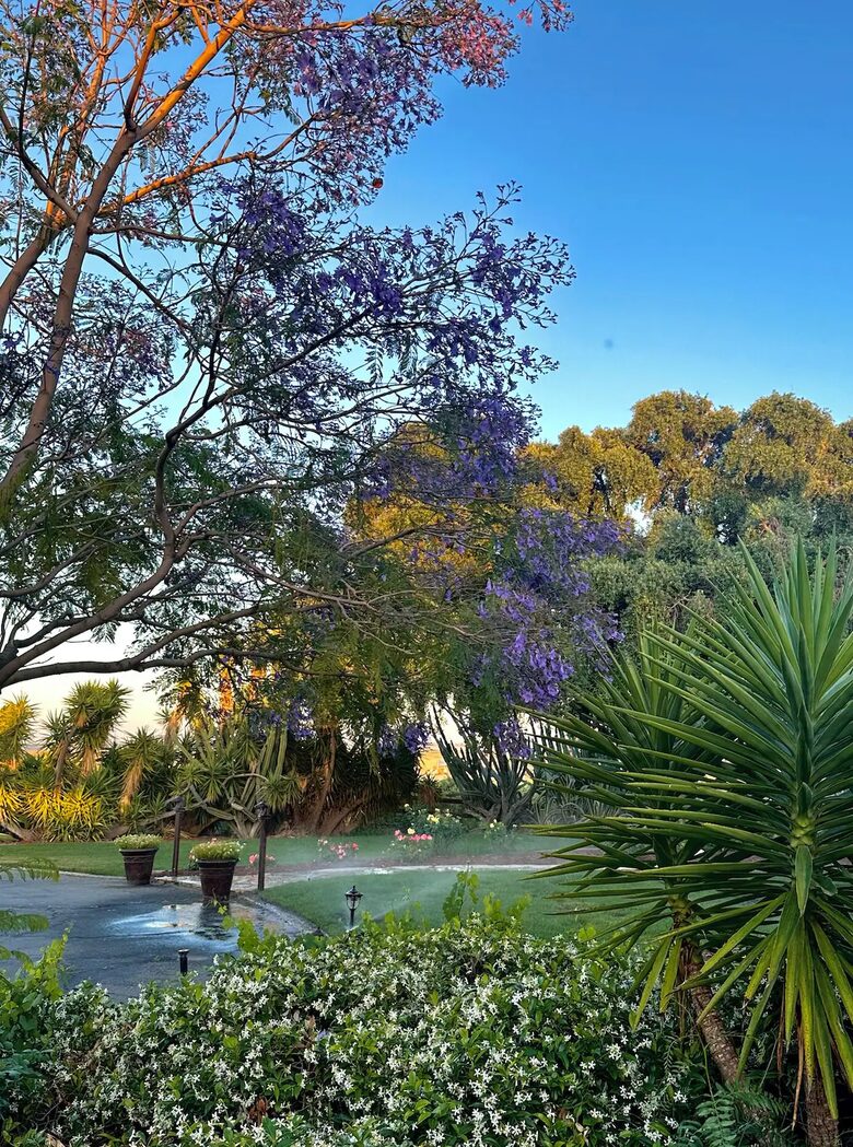 Byron Olive Grove Estate with Pool and Sunset Views - Byron, California