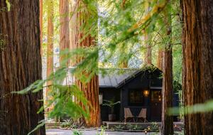 Peaceful Redway Retreat Surrounded by Giant Redwoods - Redway, California