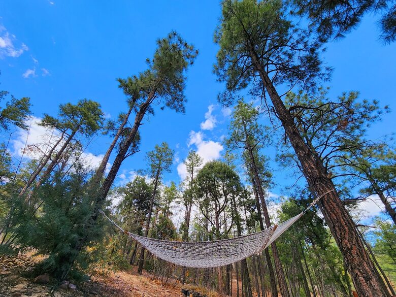 Secluded Mountain Lodge Among Show Low's Ponderosa Pines - Show Low, Arizona