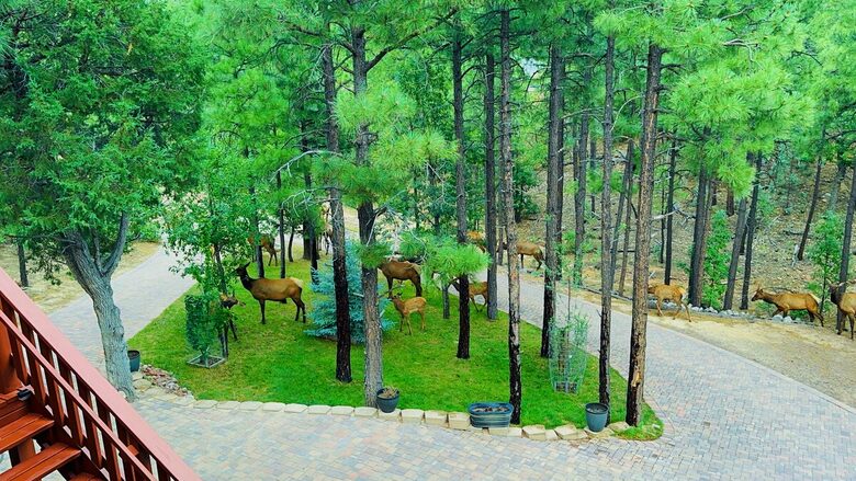 Secluded Mountain Lodge Among Show Low's Ponderosa Pines - Show Low, Arizona