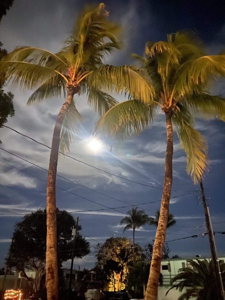 Moon between palms view from the balcony