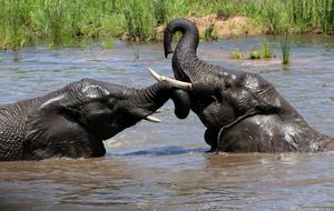 Tsheshepe Safari Lodge - Welgevonden Game Reserve, South Africa